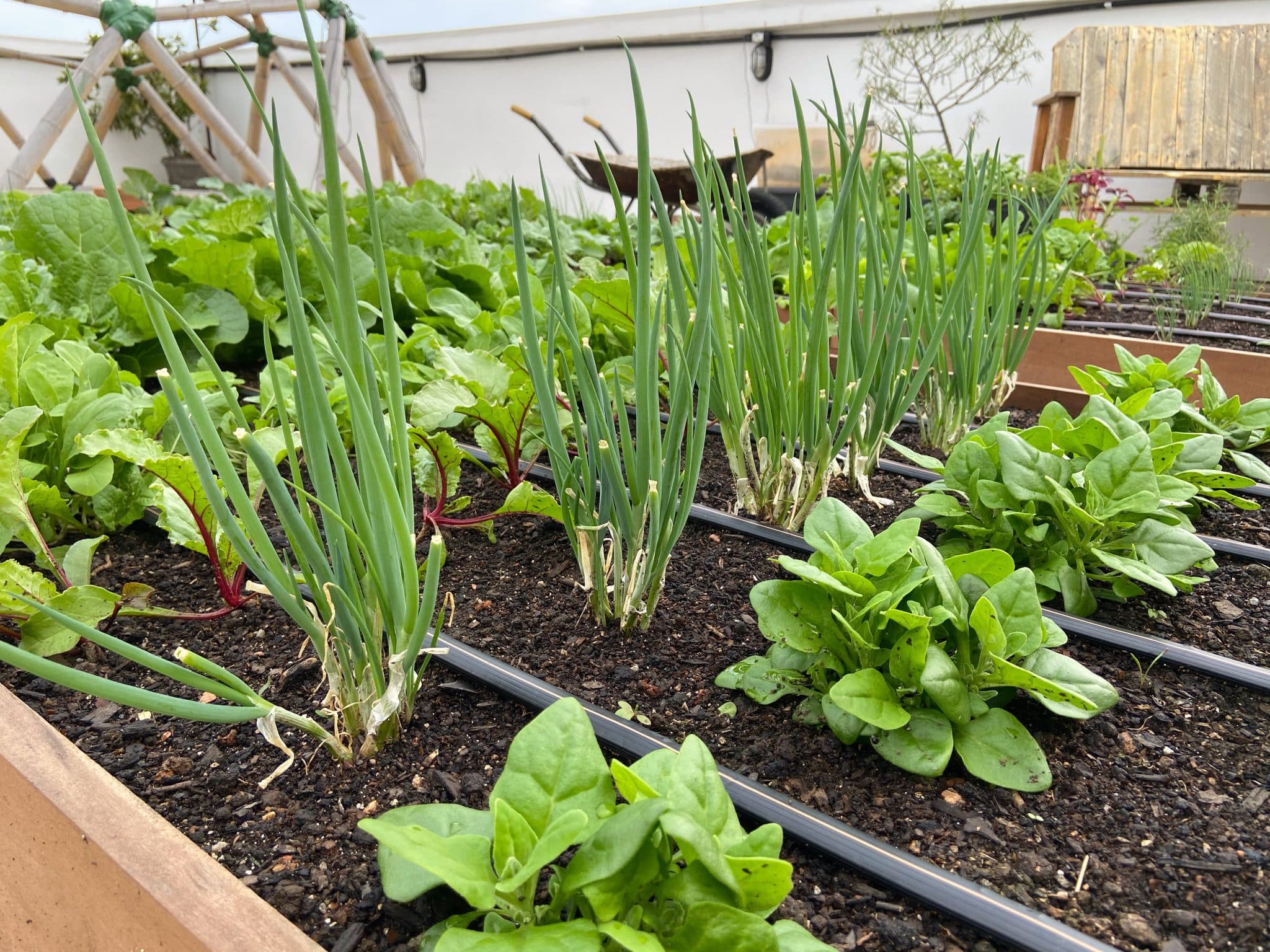 A Escolha Inteligente do Vaso Ideal - inspiração 1