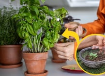 Montando o Substrato Perfeito para a Dupla - inspiração 2