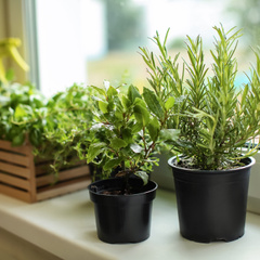 A Arte de Regar sem Exageros nem Faltas - inspiração 2