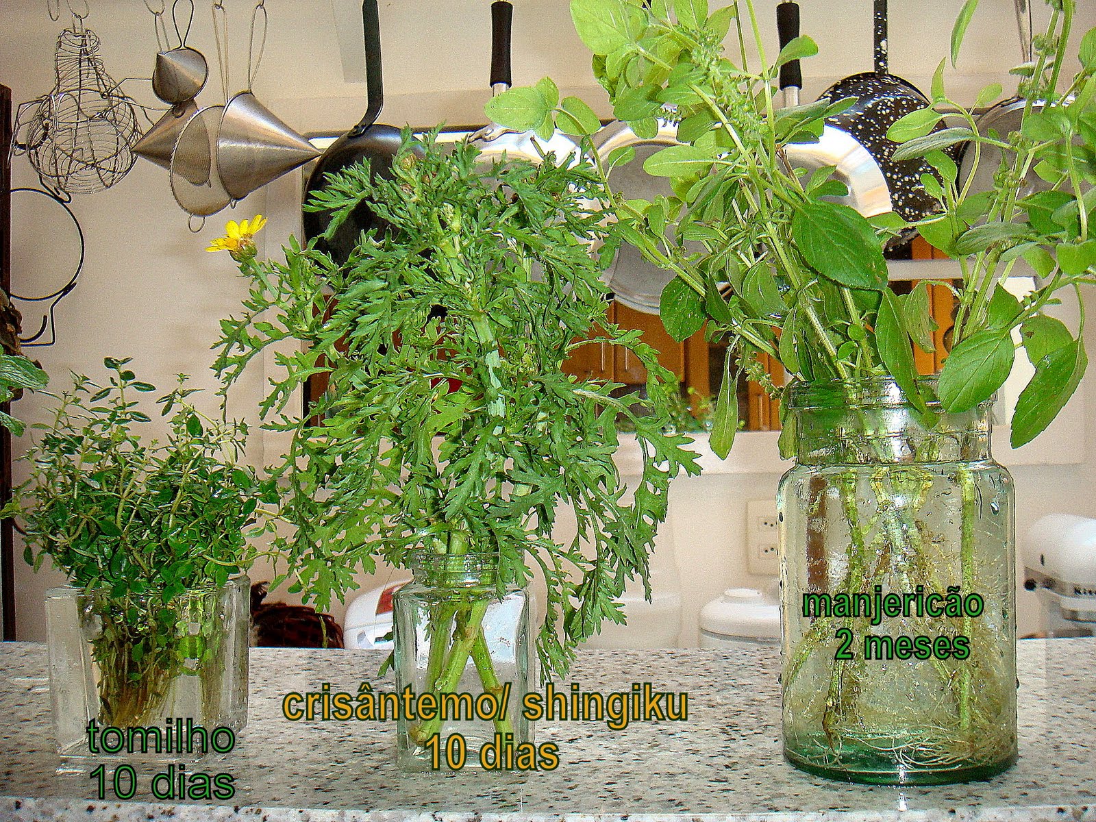 A Arte de Regar sem Exageros nem Faltas - inspiração 3