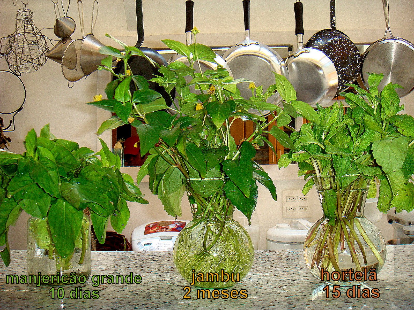 Sinais de Alerta: Como Identificar Excesso ou Falta de Água - inspiração 1