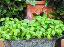 Poda Estratégica para Plantas Cheias e Saudáveis - inspiração 2