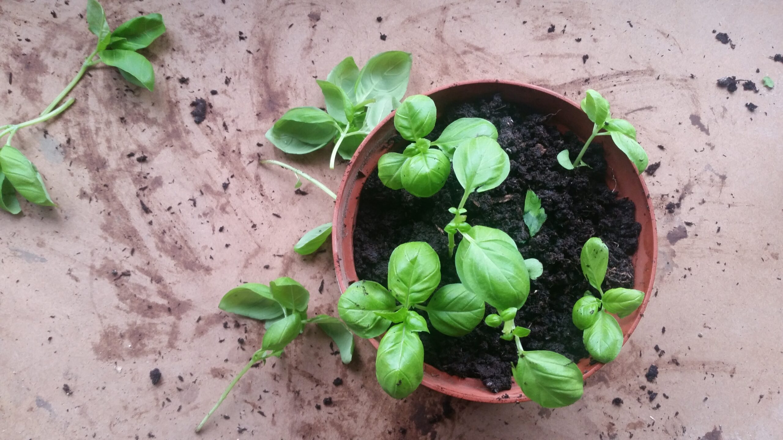 Multiplicando Suas Ervas: Mudas Simples em Casa - inspiração 1