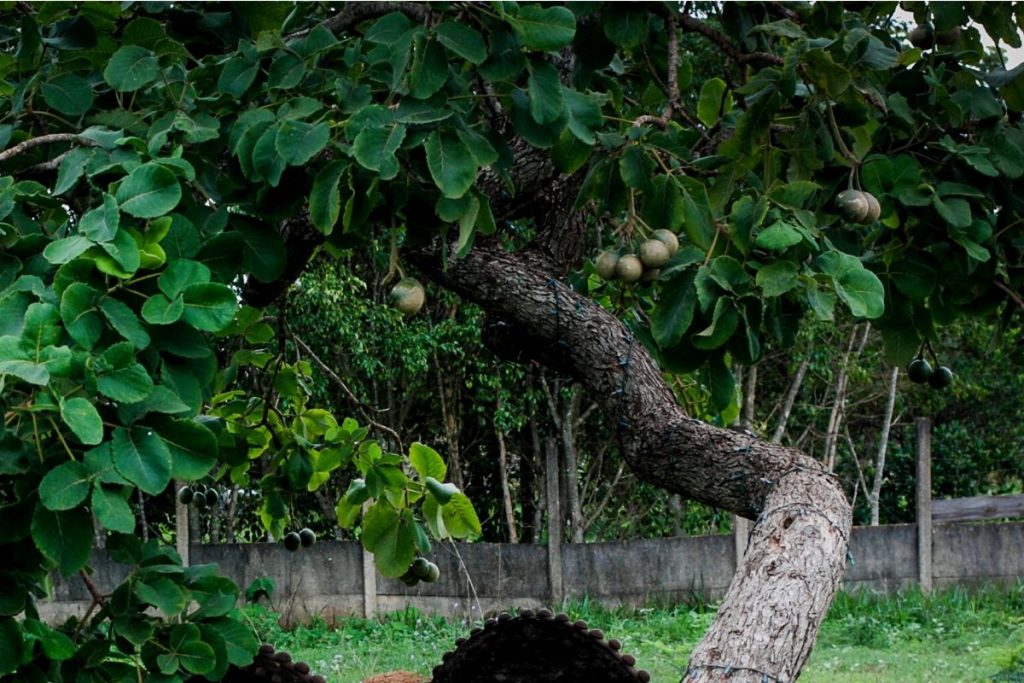 A Doce Espera: Entendendo o Ciclo da Frutificação - inspiração 2