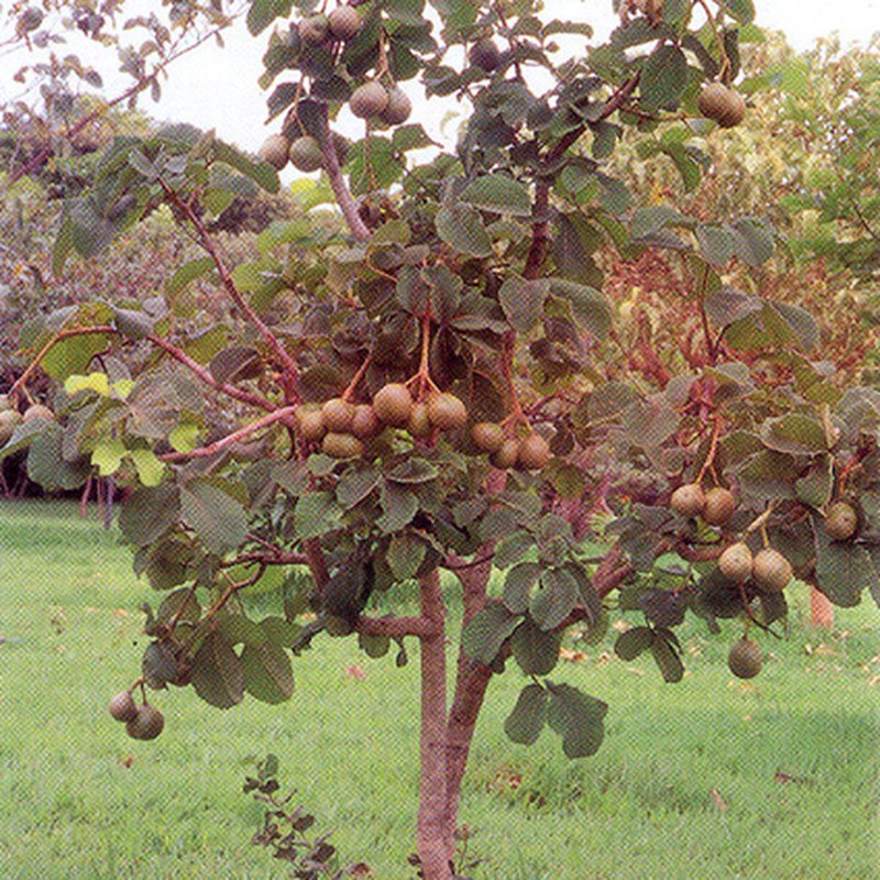 A Doce Espera: Entendendo o Ciclo da Frutificação - inspiração 3