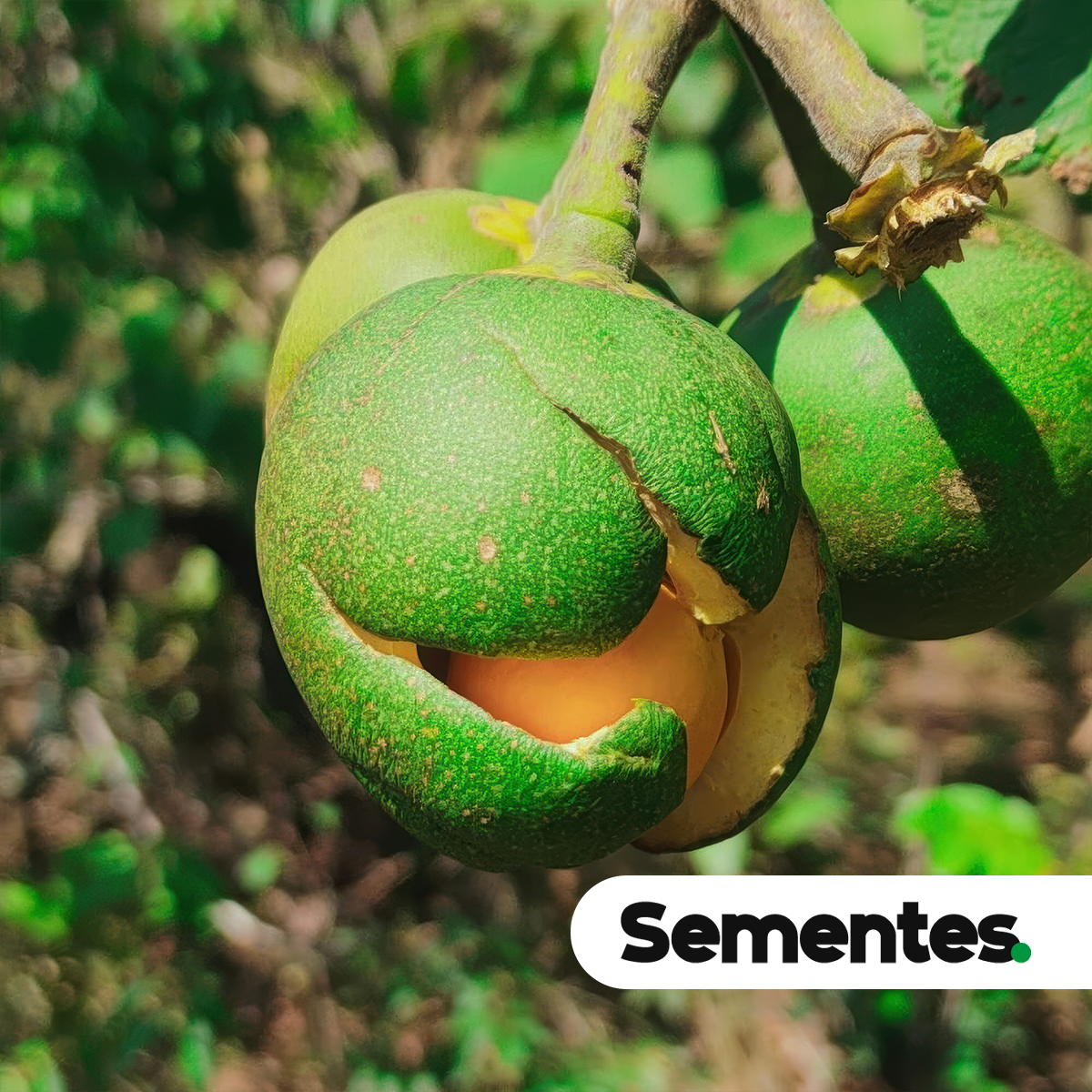 Cova Generosa: O Espaço que a Futura Árvore Precisa - inspiração 2