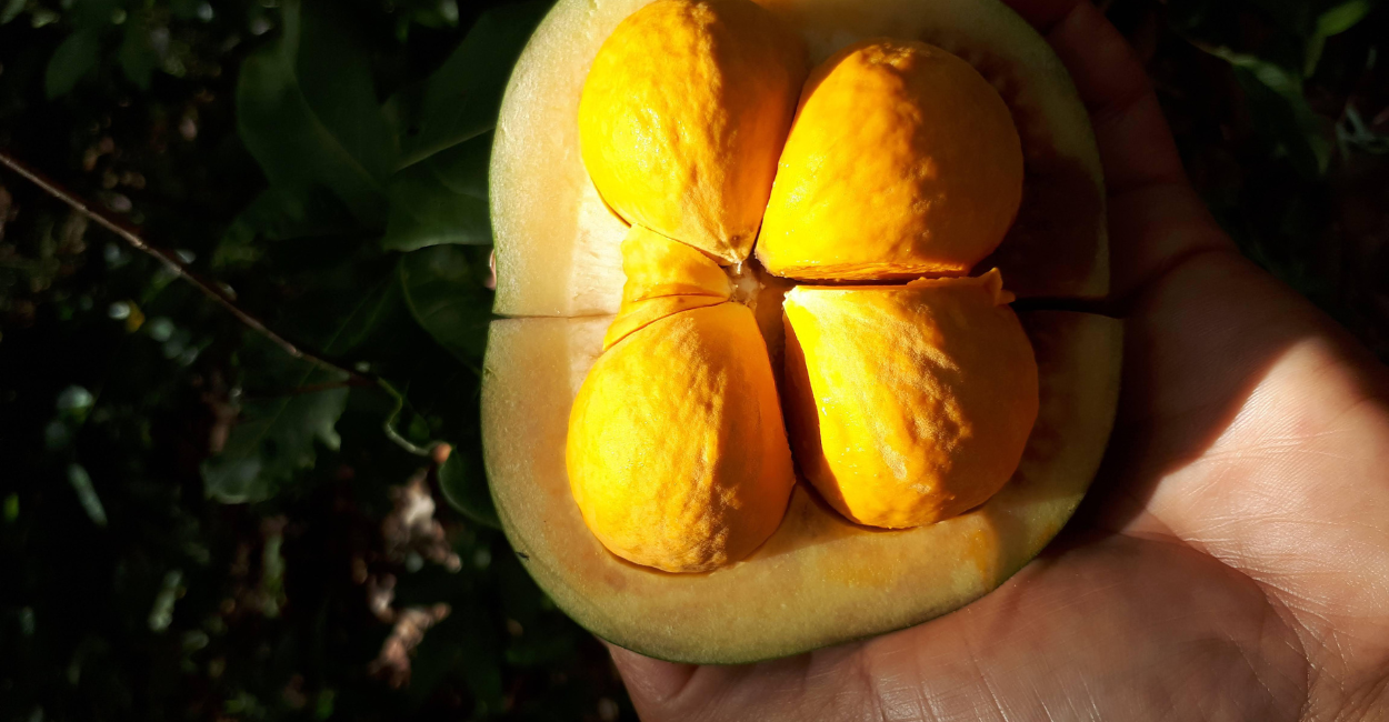 Nutrindo a Vida: Adubação que Fortalece o Pequizeiro - inspiração 2