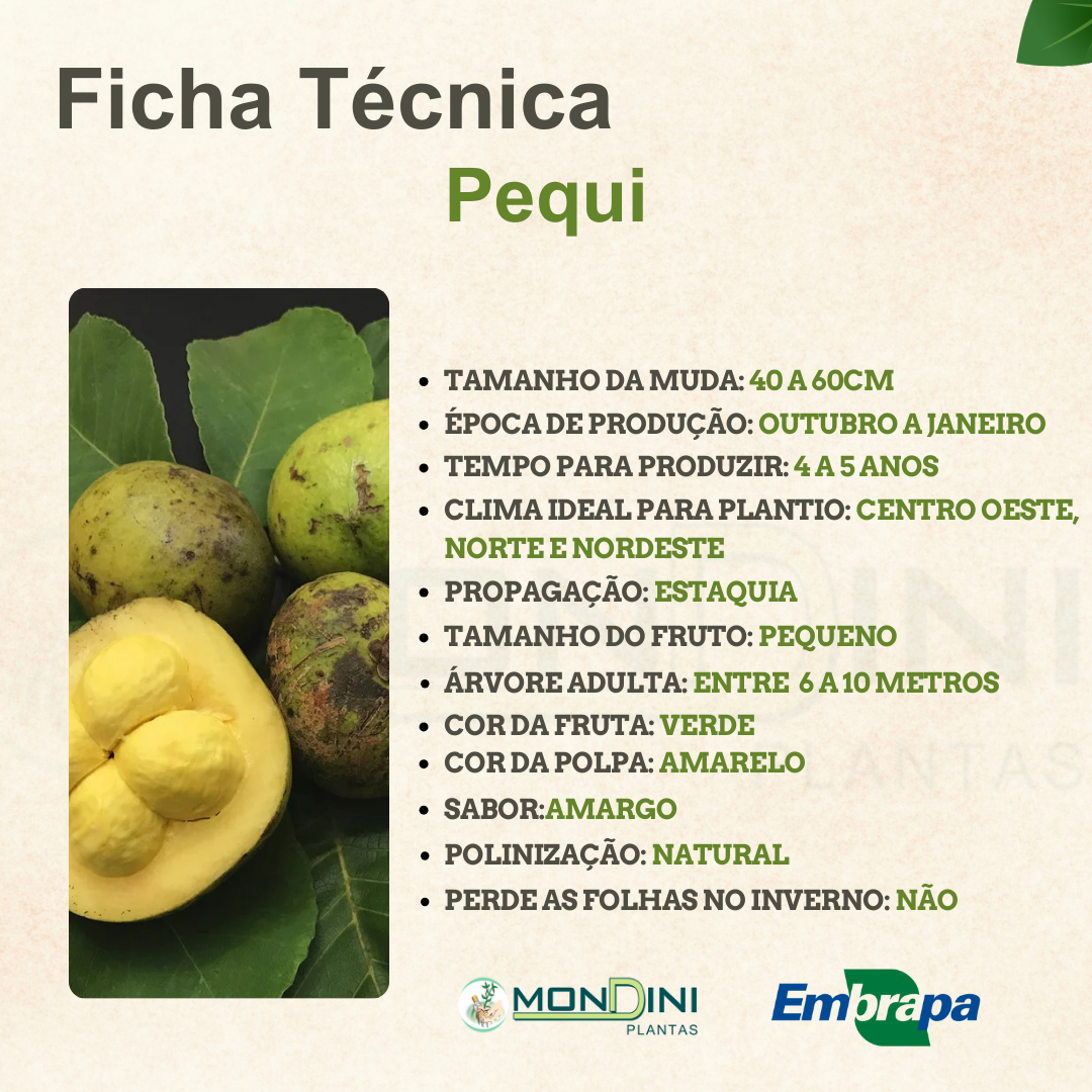 Nutrindo a Vida: Adubação que Fortalece o Pequizeiro - inspiração 3