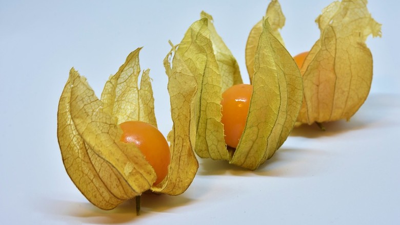 Dica de Ouro: Escolha das Sementes e o Segredo da Germinação - inspiração 3