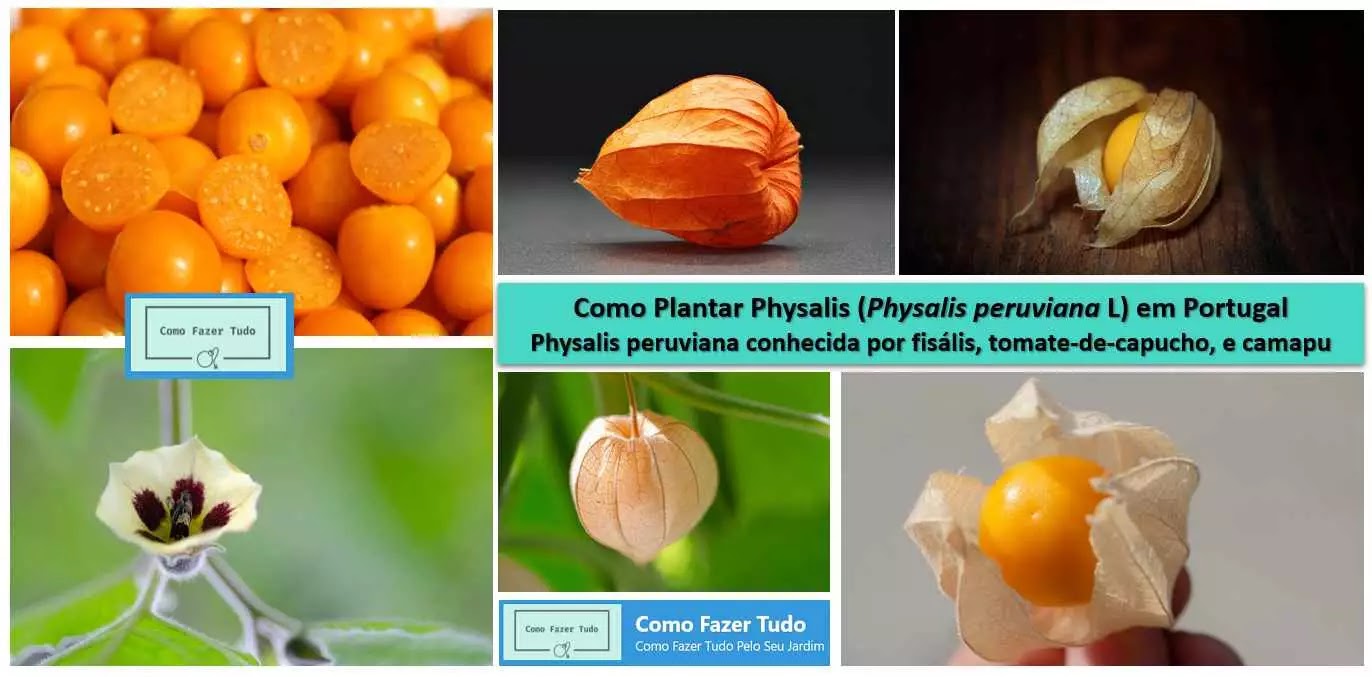 Pós-Colheita: Armazenamento e Conservação para Prolongar o Sabor - inspiração 3