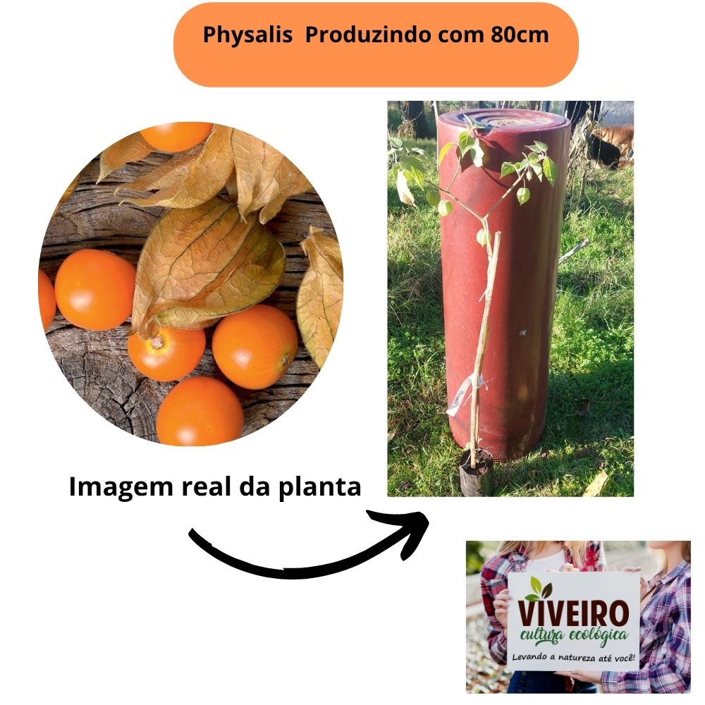Prepare o Terreno: O Solo Ideal para uma Physalis Feliz - inspiração 2