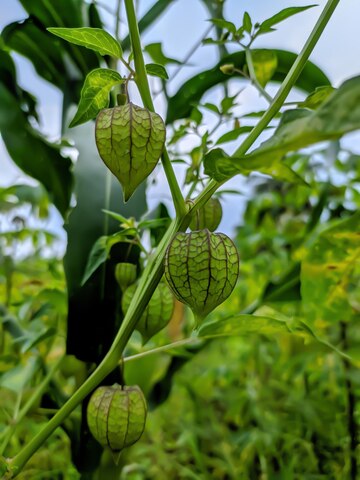 Transplante Sem Stress: Dicas para Mudar Sua Muda com Sucesso - inspiração 1