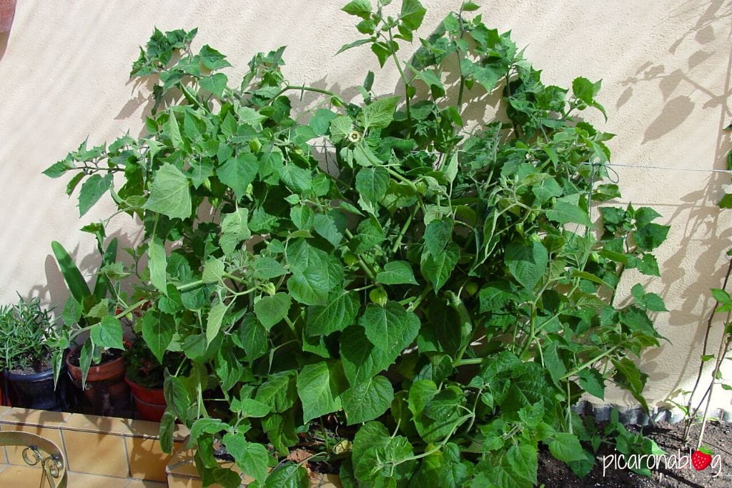 Rega na Medida Certa: Hidratação Balanceada para Frutos Suculentos - inspiração 2