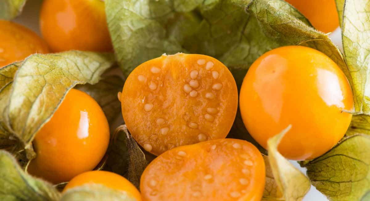 Rega na Medida Certa: Hidratação Balanceada para Frutos Suculentos - inspiração 3