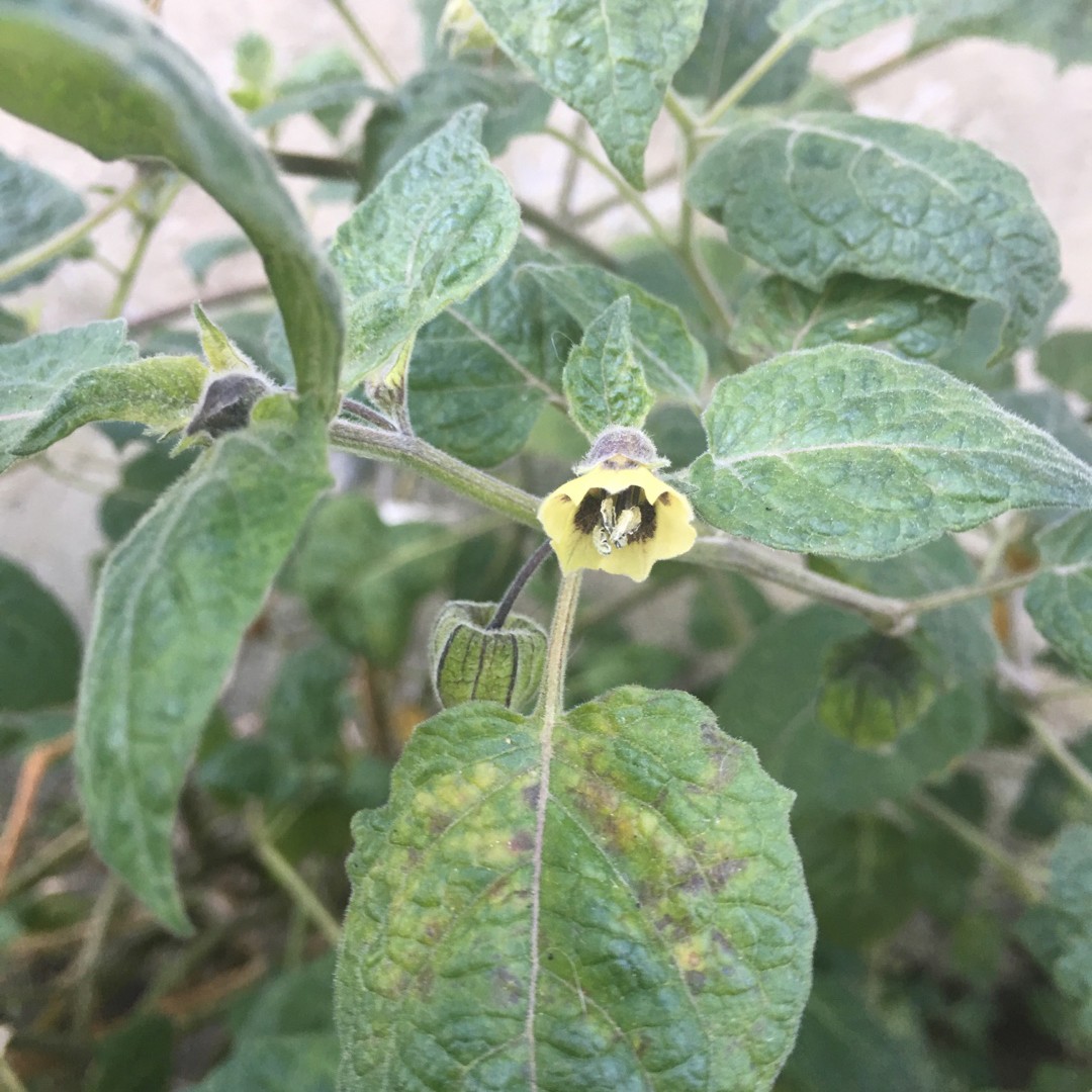 Tutoramento Inteligente: Garanta o Crescimento Vertical e Saudável - inspiração 1