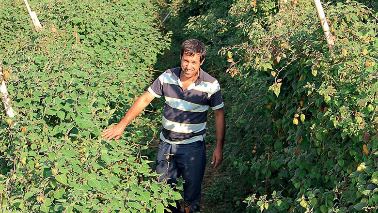 Tutoramento Inteligente: Garanta o Crescimento Vertical e Saudável - inspiração 2