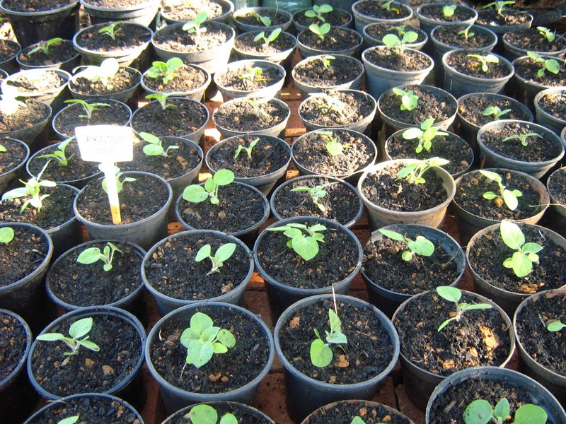 Poda Estratégica: O Segredo para Estimular a Produção de Frutos - inspiração 1