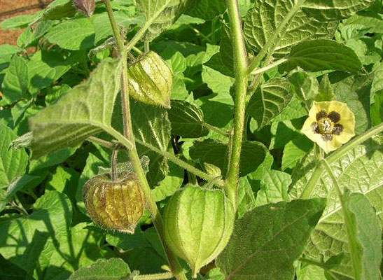 Olho Vivo nas Pragas: Identifique e Combata Inimigos Naturais - inspiração 2