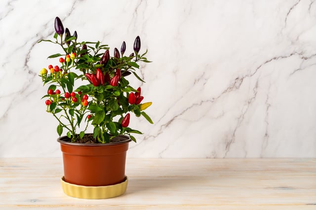 Escolhendo a Variedade Certa para o Seu Paladar - inspiração 2