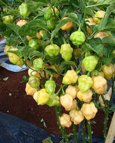 Multiplicando Pimentas: Técnicas de Propagação - inspiração 2