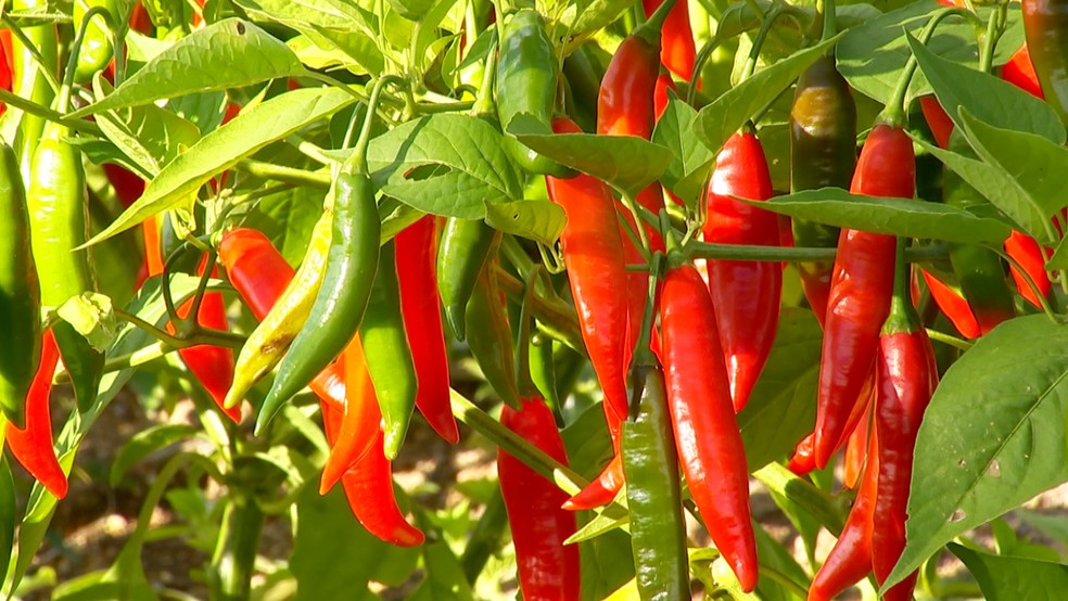 Multiplicando Pimentas: Técnicas de Propagação - inspiração 3