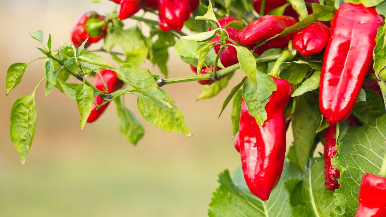 Transplante de Mudas: O Momento Crucial - inspiração 3