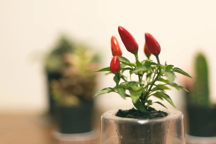 Pragas Longe da Sua Horta: Proteção Natural e Eficaz - inspiração 3