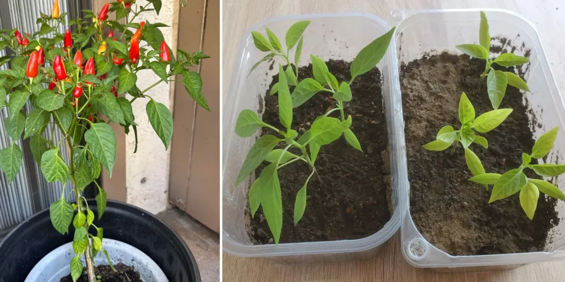 Pimentas em Vasos: Escolha o Recipiente Ideal - inspiração 2