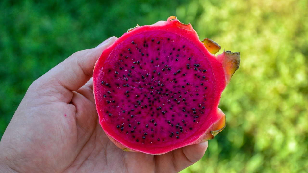 O Poder da Paciência: Aguardando os Primeiros Frutos - inspiração 1