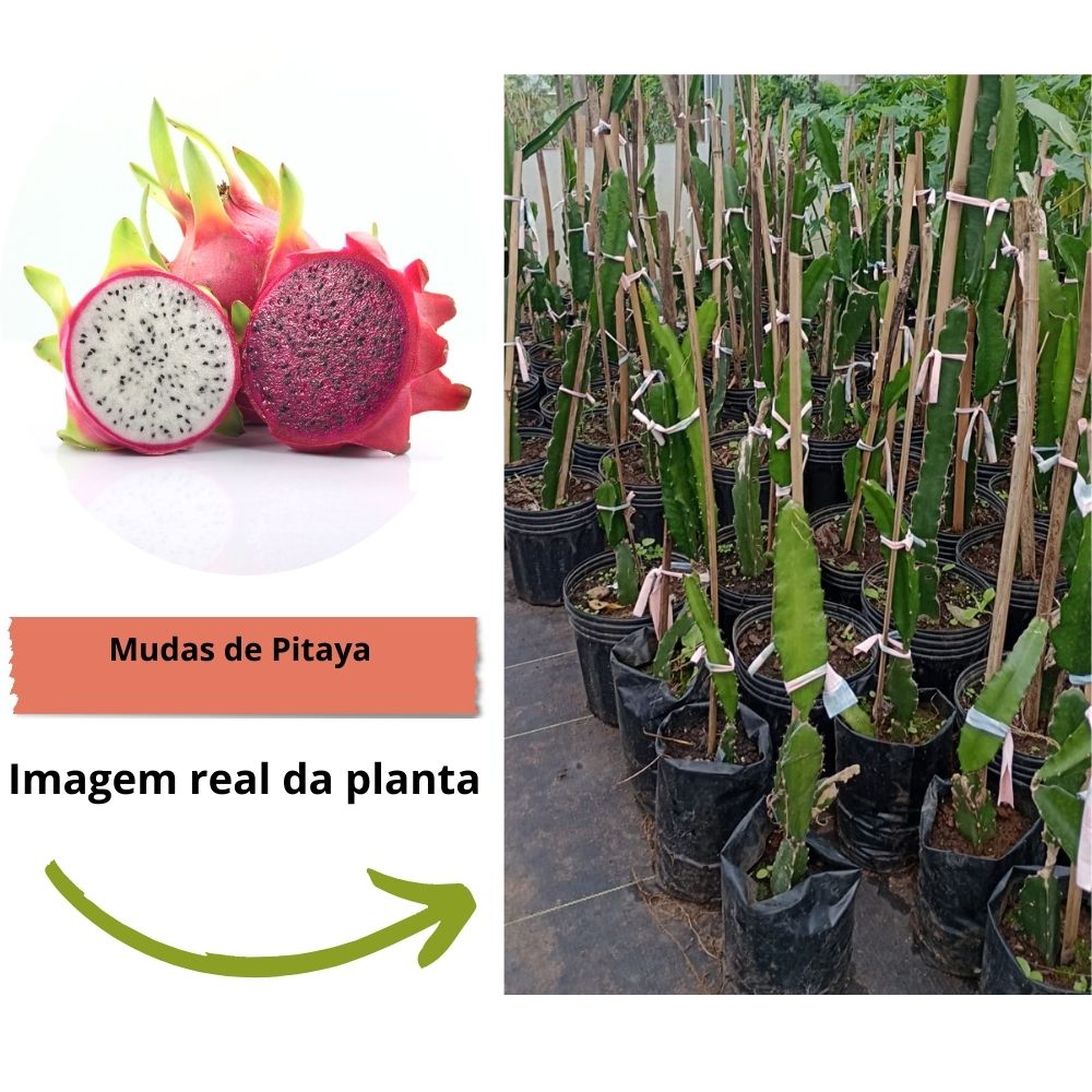 Nutrição que Transforma: A Arte da Adubação Caseira - inspiração 2