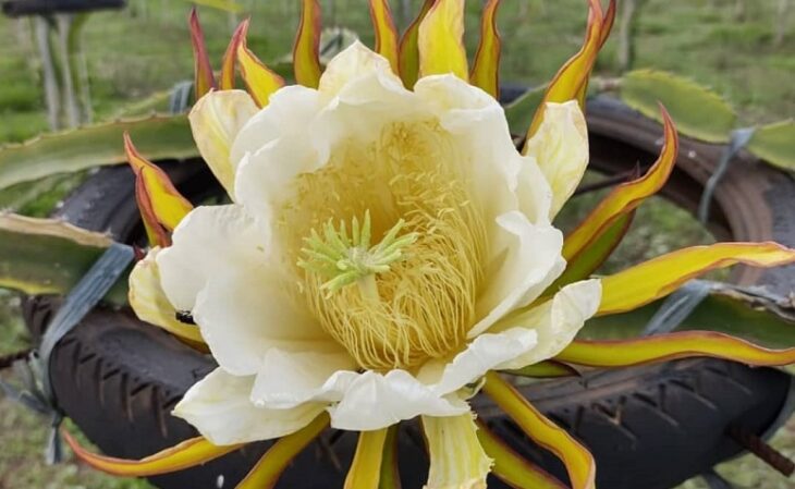 A Poda Estratégica para Colheitas Abundantes - inspiração 3