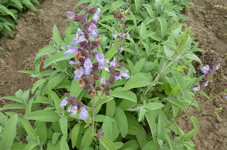 Escolha o Local Ideal: Sol é Fundamental! - inspiração 2