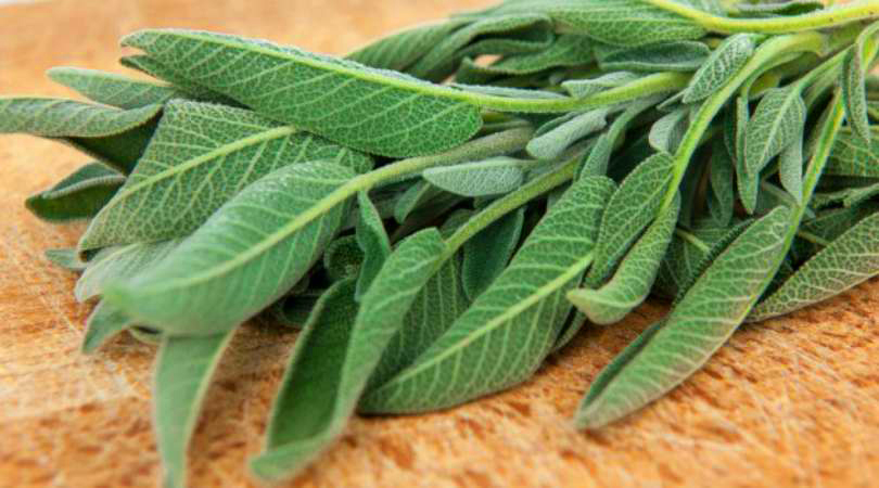 Multiplicação por Estacas: Uma Nova Planta em Pouco Tempo - inspiração 3