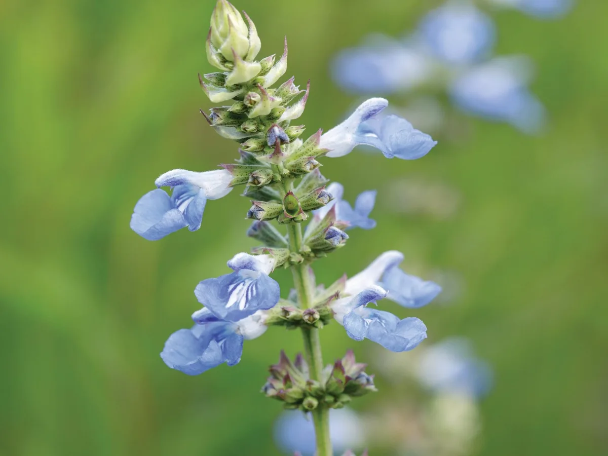 Prepare o Solo Perfeito: Drenagem é a Chave - inspiração 3