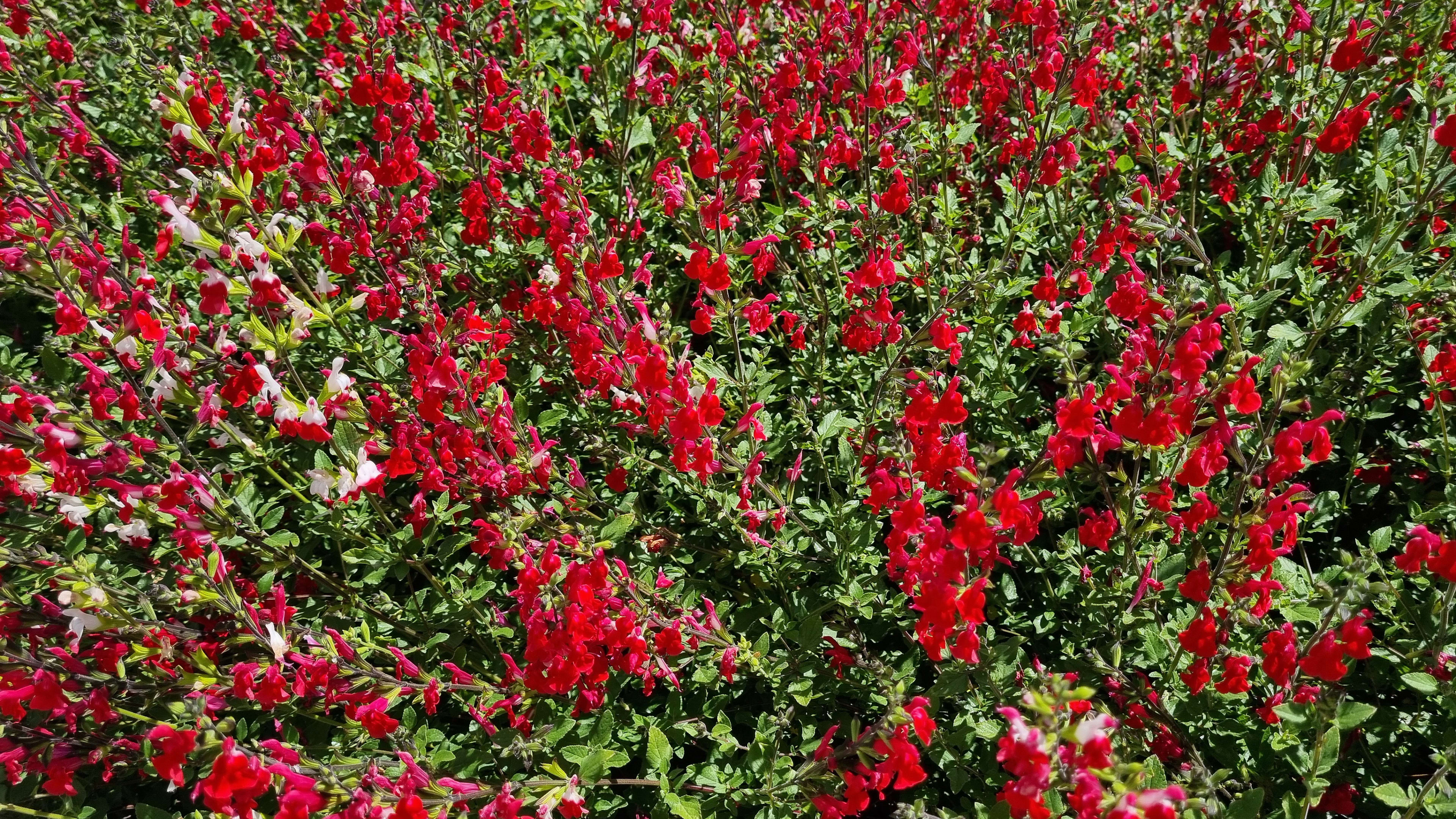 Plantio Estratégico: Sementes, Mudas ou Estacas? - inspiração 2