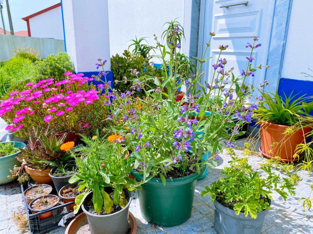 Plantio Estratégico: Sementes, Mudas ou Estacas? - inspiração 3