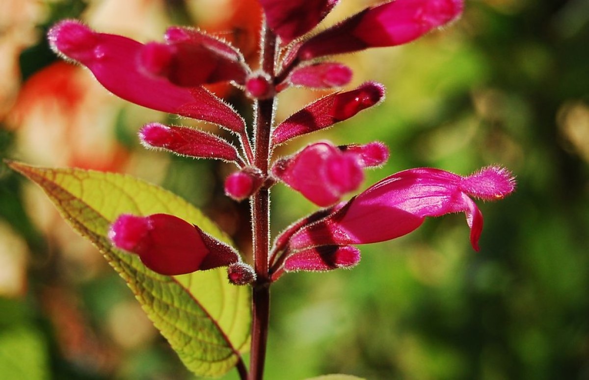 Rega Consciente: Nem Demais, Nem de Menos - inspiração 1