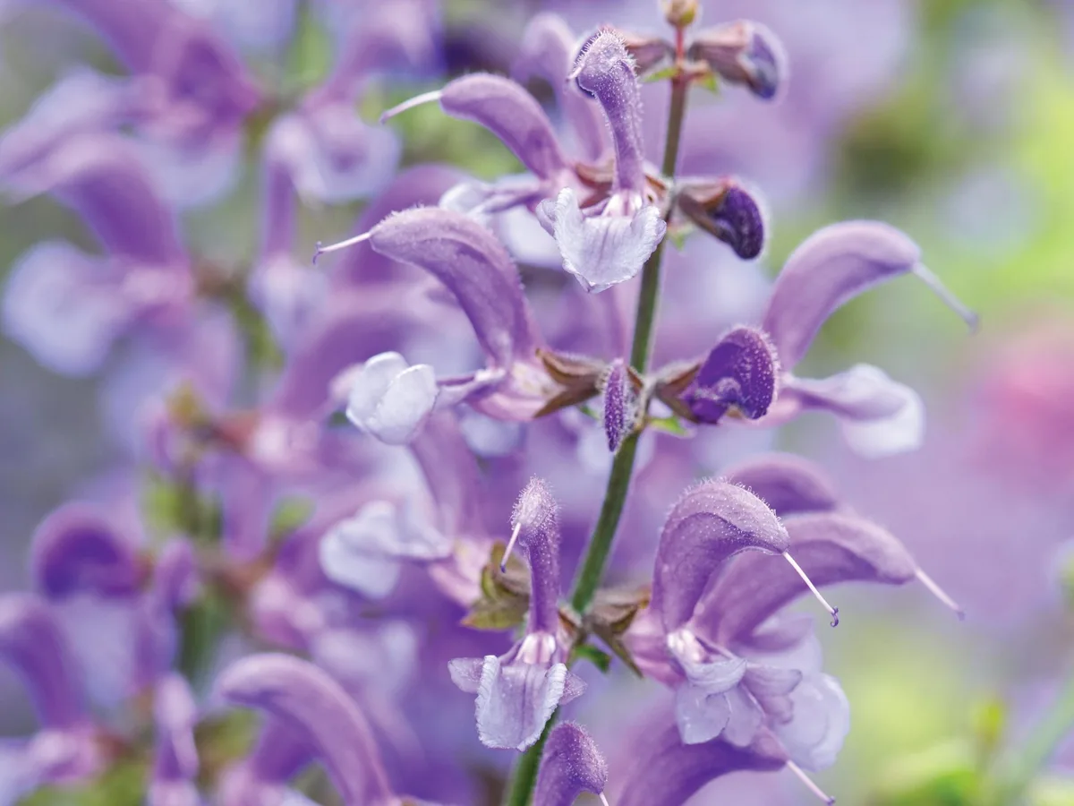 Poda Revigorante: Para uma Sálvia Sempre Linda - inspiração 1