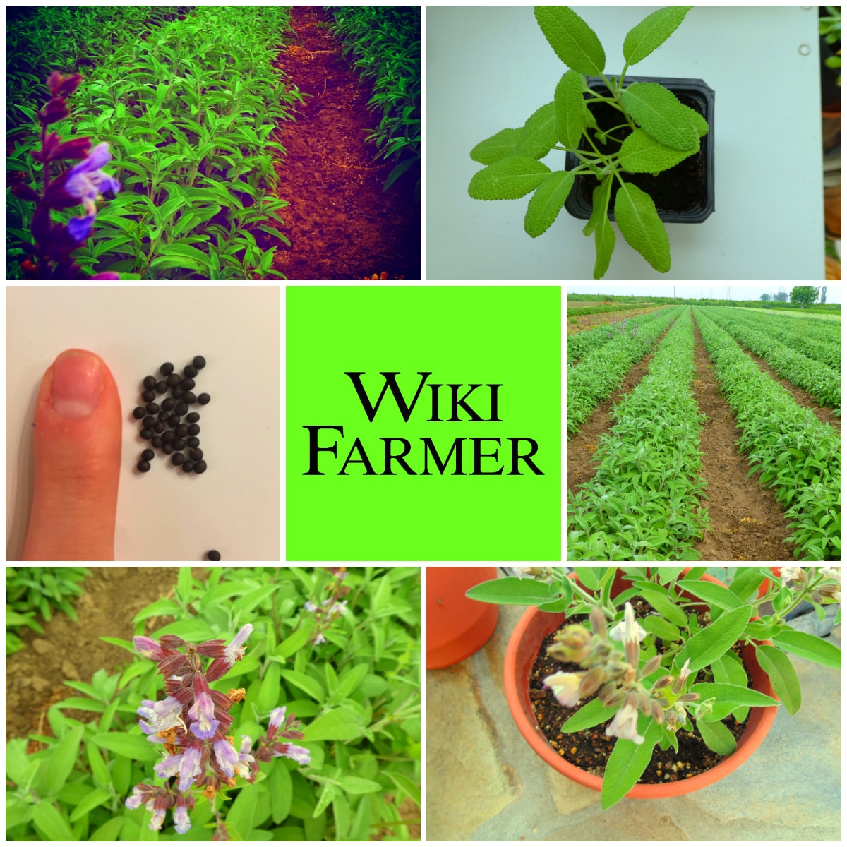 Poda Revigorante: Para uma Sálvia Sempre Linda - inspiração 3