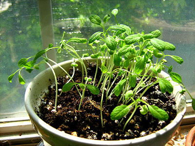 Colheita Inteligente: Aproveite o Sabor ao Máximo - inspiração 1