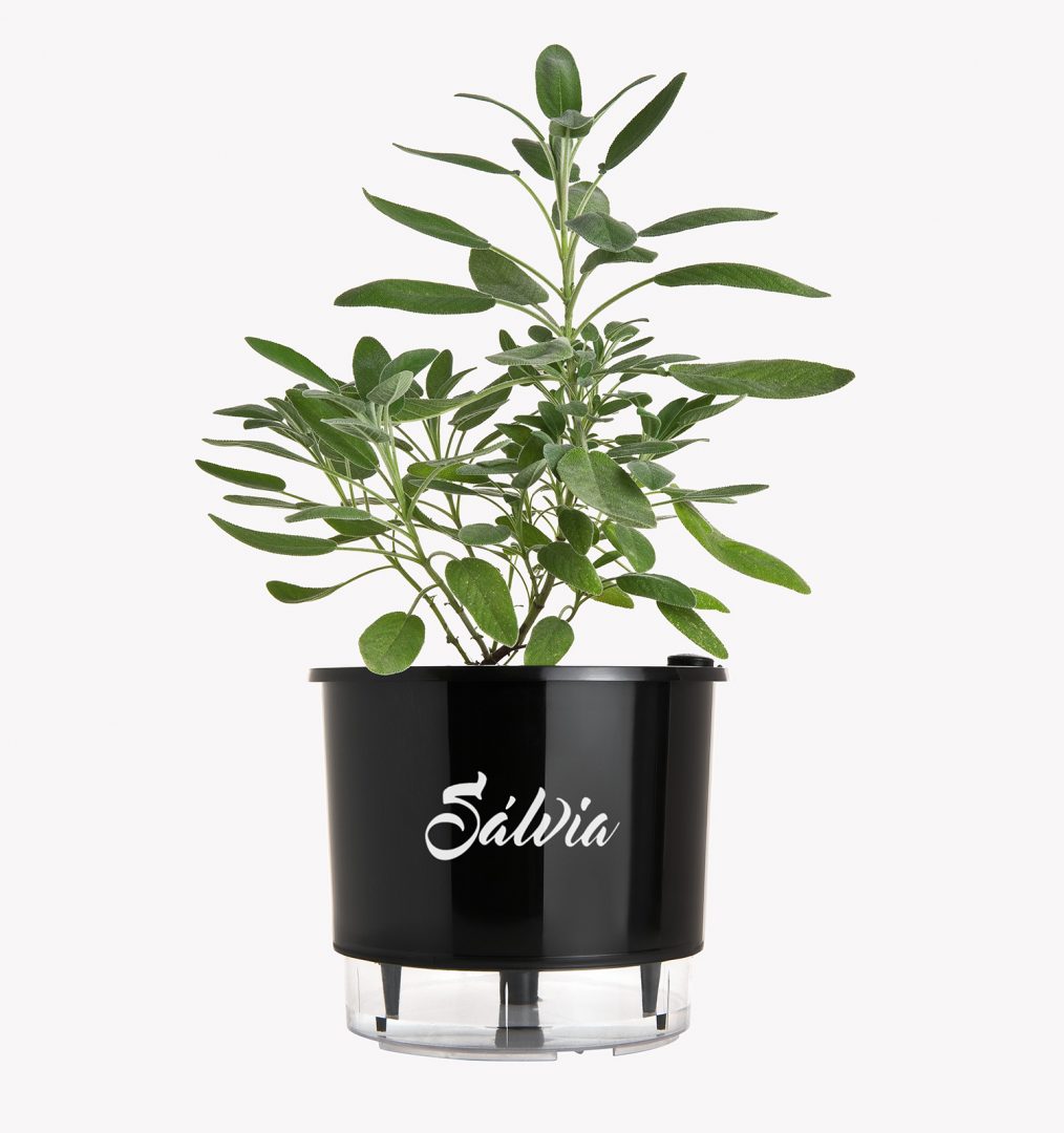 Atente-se ao pH: O Segredo Para um Solo Feliz - inspiração 1