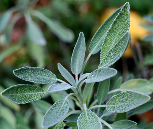 Espaçamento Adequado: Ar é Vida Para Sua Sálvia - inspiração 2