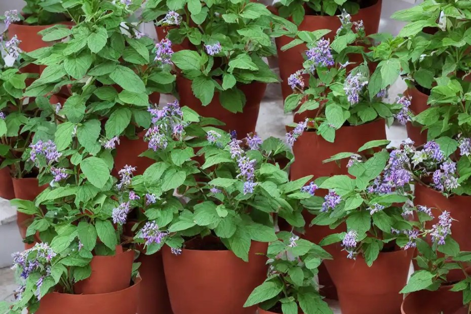 Espaçamento Adequado: Ar é Vida Para Sua Sálvia - inspiração 3