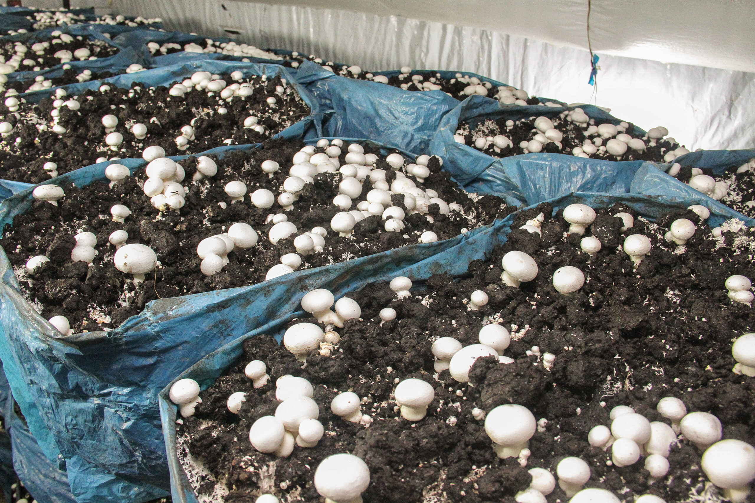 Entendendo o Substrato Ideal: A Base Nutritiva para Seus Cogumelos - inspiração 1