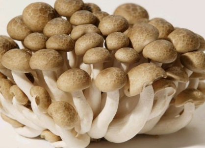 Entendendo o Substrato Ideal: A Base Nutritiva para Seus Cogumelos - inspiração 2