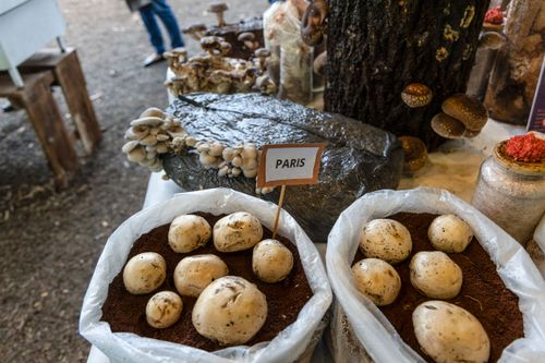 A Mágica da Inoculação: Plantando as 'Sementes' da Sua Colheita - inspiração 1