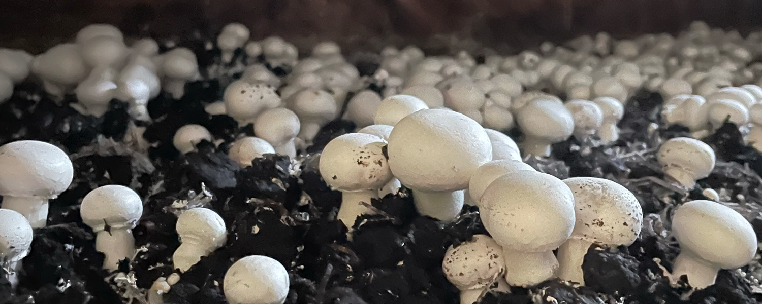 A Mágica da Inoculação: Plantando as 'Sementes' da Sua Colheita - inspiração 2