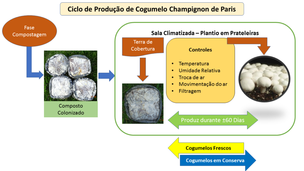 O Choque Térmico: O Sinal para a Frutificação Explosiva - inspiração 1
