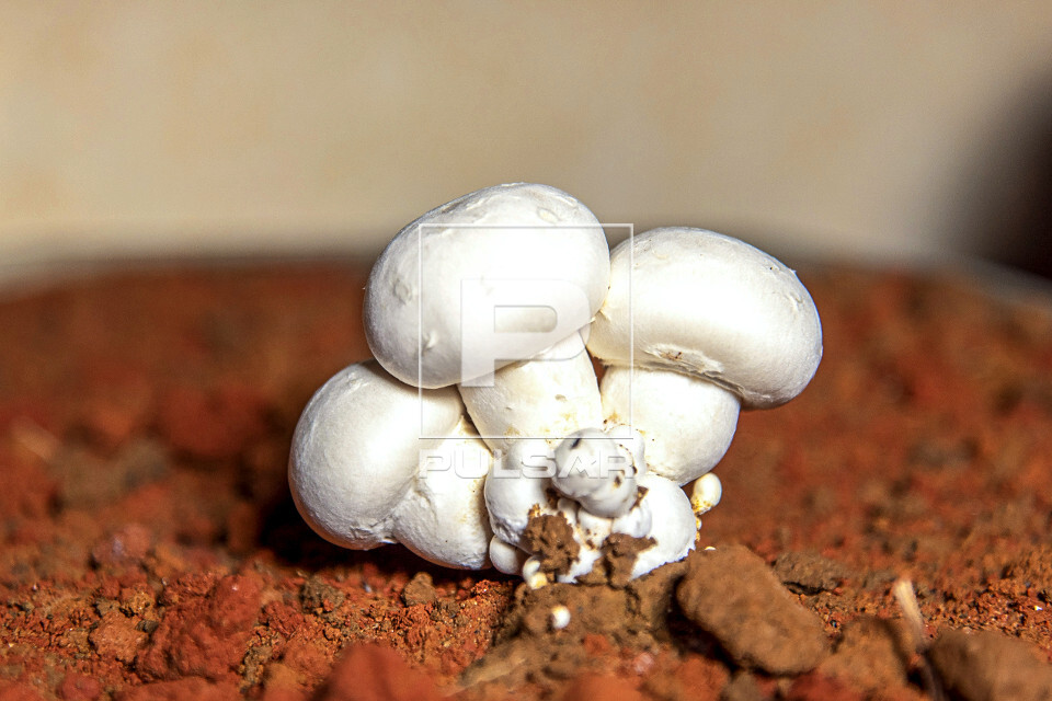 O Choque Térmico: O Sinal para a Frutificação Explosiva - inspiração 2