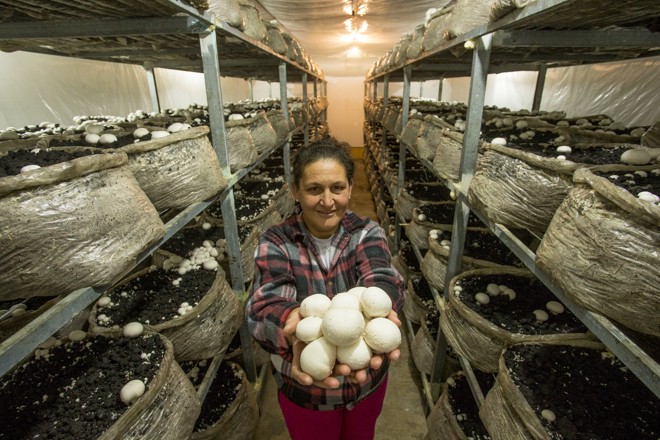 O Choque Térmico: O Sinal para a Frutificação Explosiva - inspiração 3